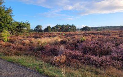 DE VOORDELEN VAN SPORTEN VOOR JE GEZONDHEID EN WELZIJN